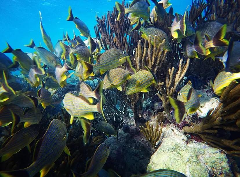 Experiencia de snorkel en arrecife
